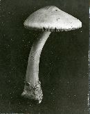 Volvaria peckii image