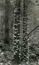 Trametes pubescens image