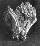 Clavulina coralloides image