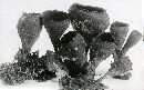 Urnula craterium image