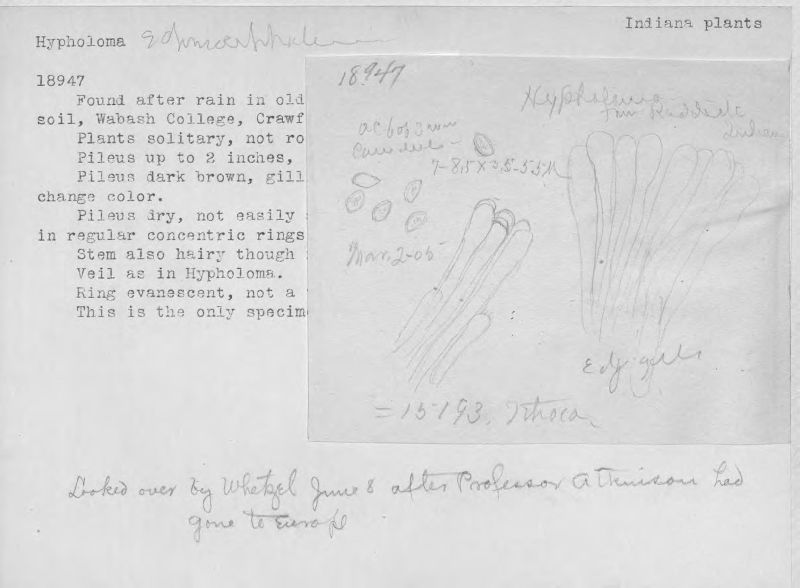 Hypholoma echiniceps image