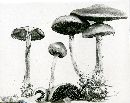 Stropharia semiglobata image