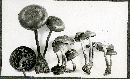 Pholiota highlandensis image