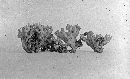 Clavulina coralloides image