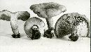 Lactarius torminosus image