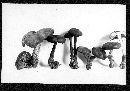 Tephrocybe atrata image