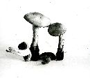 Inocybe sambucella image