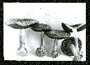 Conocybe intrusa image