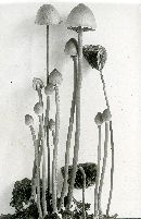 Panaeolus papilionaceus var. retirugus image