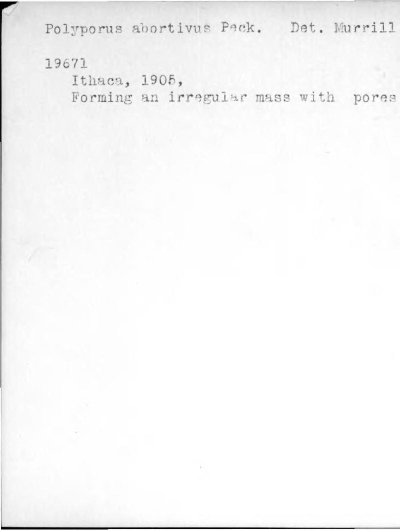 Polyporus abortivus image