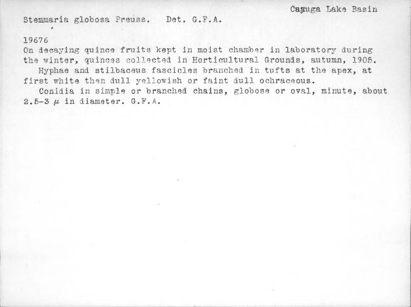 Stemmaria globosa image