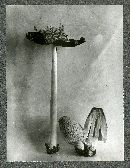 Coprinus ebulbosus image