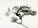 Taphrina rhizophora image