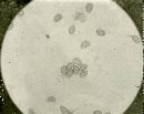 Inocybe atripes image