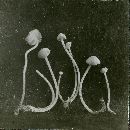 Marasmius cohaerens image