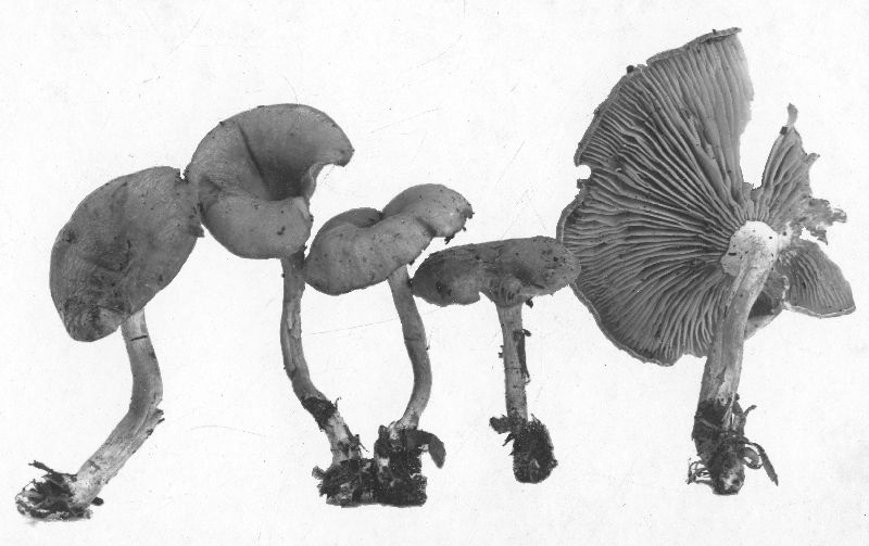 Clitocybe angustissima image