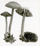 Mycena pelianthina image