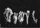 Clavulina coralloides image