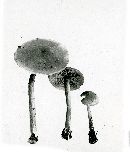 Tricholoma chrysenteroides image