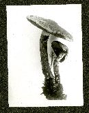 Cortinarius bolaris image