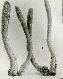 Hypocrea alutacea image
