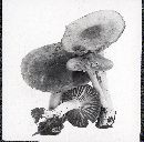 Hygrocybe pratensis image