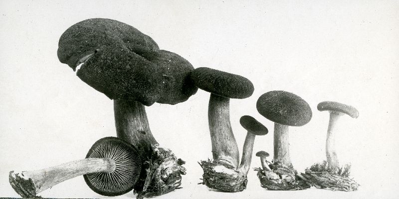 Tricholoma multipunctum image