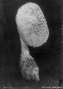 Amanita strobiliformis image