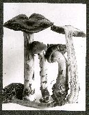 Cortinarius cylindripes image