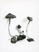 Inocybe whitei image