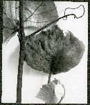 Gloeosporium ampelophagum image