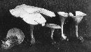 Clitocybe adirondackensis image