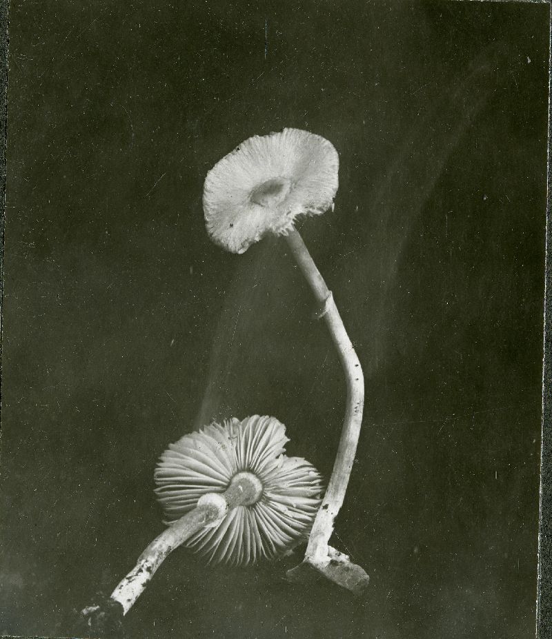 Lepiota medioflava image