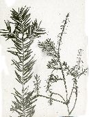 Melampsorella cerastii image
