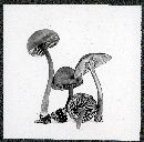 Hygrocybe miniata image