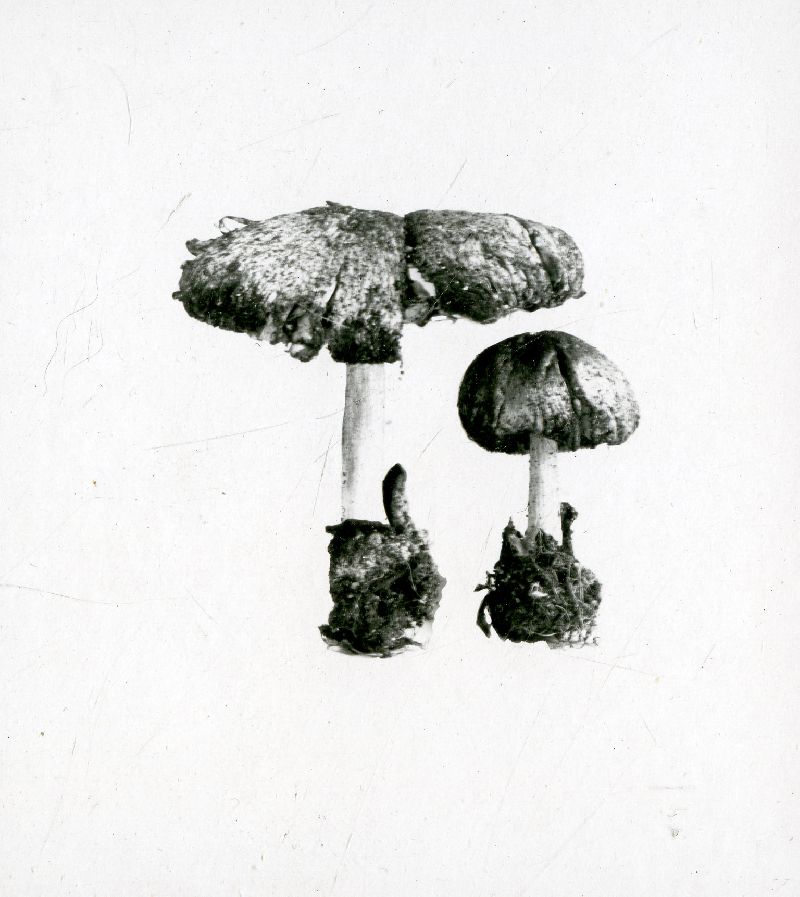 Volvariella taylorii image
