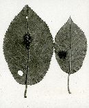 Gymnosporangium biseptatum image