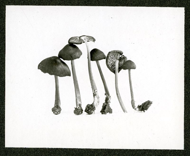 Collybia fuliginella image