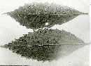 Marssonia ochroleuca image