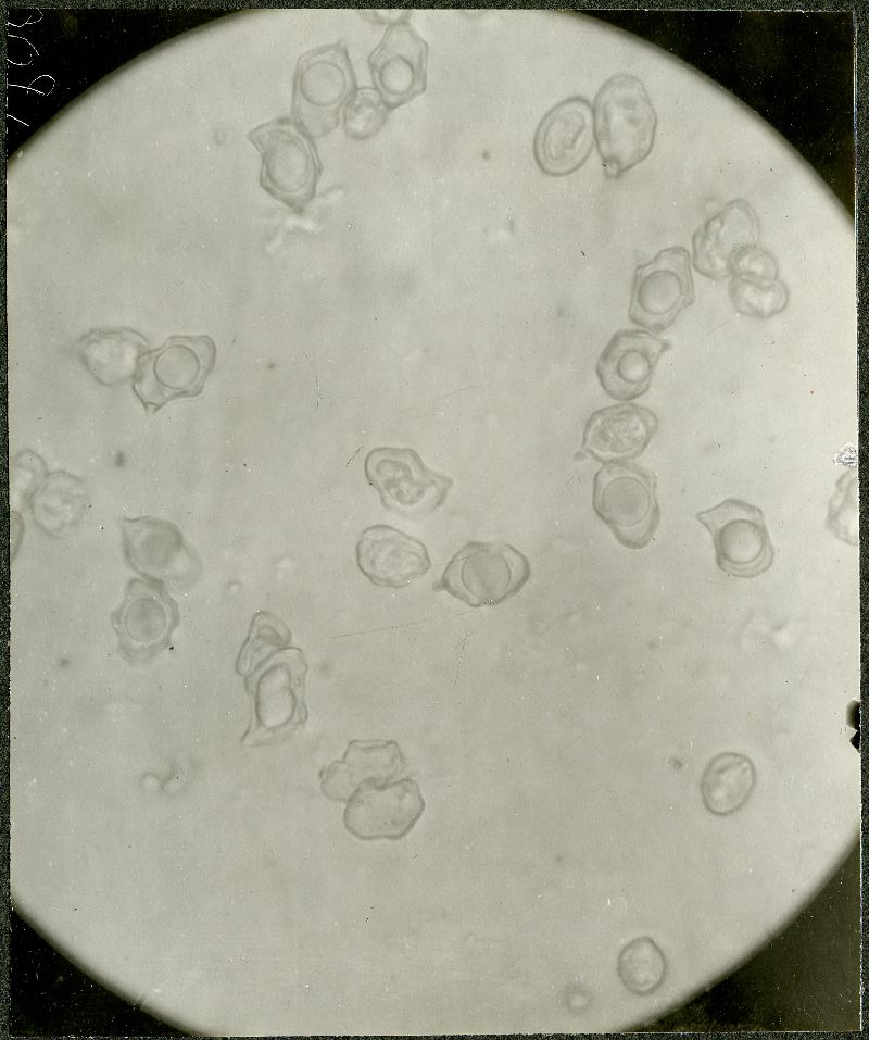 Eccilia roseoalbocitrina image