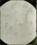 Eccilia roseoalbocitrina image