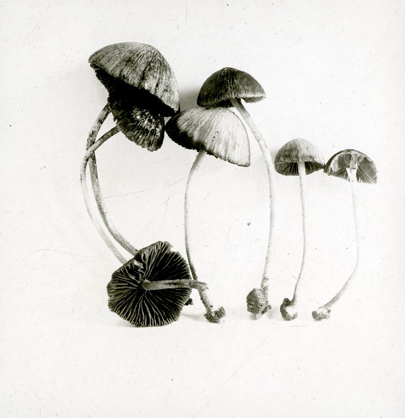 Psathyrella potteri image