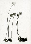 Mycena filopes image