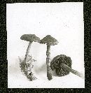 Cortinarius cinnamomeus image