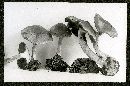 Cortinarius deceptivus image
