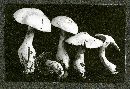 Cortinarius lilacinus image