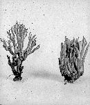 Clavulinopsis laeticolor image