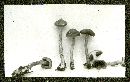 Cortinarius anomalus image