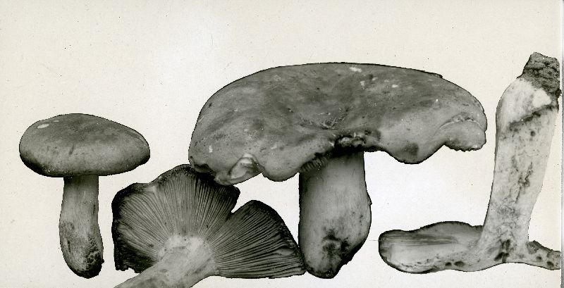 Russula rigida image
