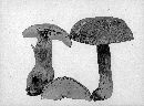 Boletus atkinsonii image